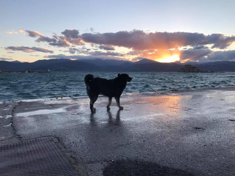 Dog on the beach at sunset