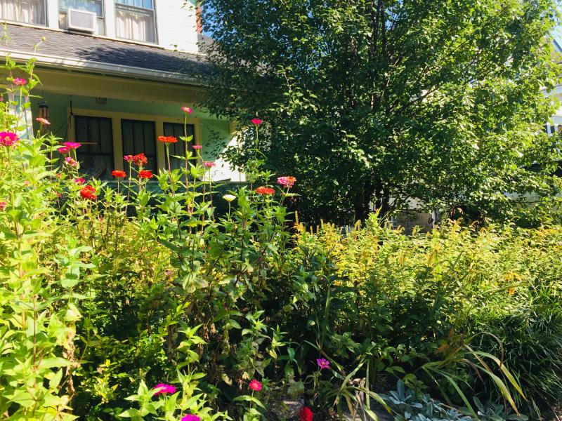 Photograph of a lush green garden in front of a house