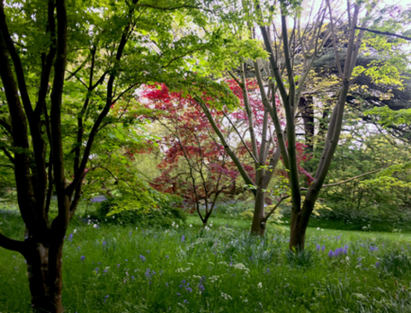 Photograph of the gardens at Corsham Court Photograph of the gardens at Corsham Court
