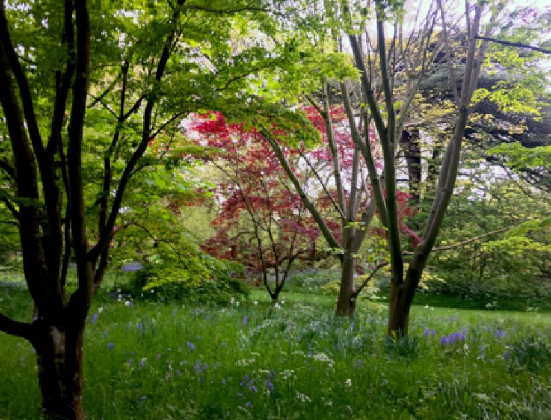 Photograph of the gardens at Corsham Court