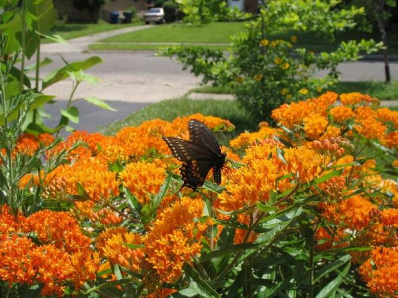 A butterfly lands on orange wildflowers.