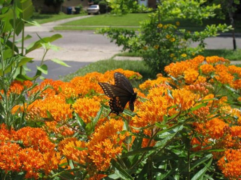 Orange wildflowers A butterfly lands on orange wildflowers.