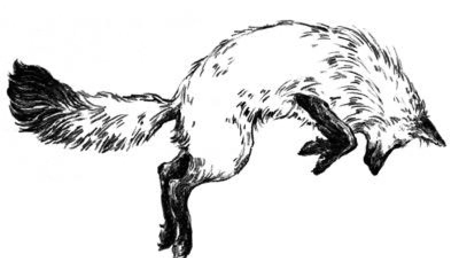 Fox in the Snow