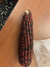 Bloody Butcher corn