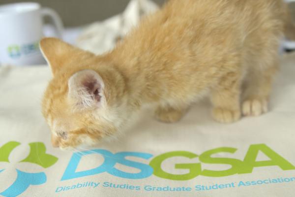 Kitten on top of DSGSA logo