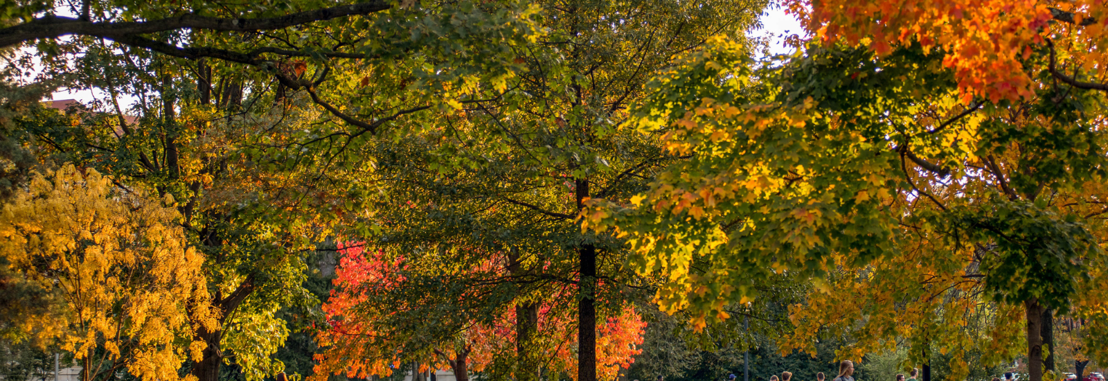 Oval in autumn